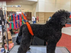 GroomTech Biothane Belly Strap Set - Teal 11 GroomTech Biothane Belly Strap Set - Teal -Wahl Pet Care Shop GT BS01