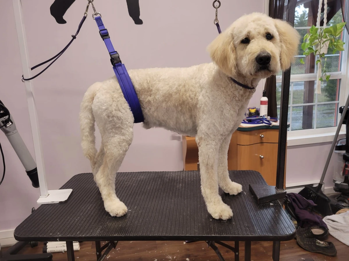 GroomTech Biothane Belly Strap Set - Teal 4 GroomTech Biothane Belly Strap Set - Teal - Image 2