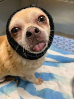 Happy Hoodie Purple, X-Small -Wahl Pet Care Shop HH 00 PP 4