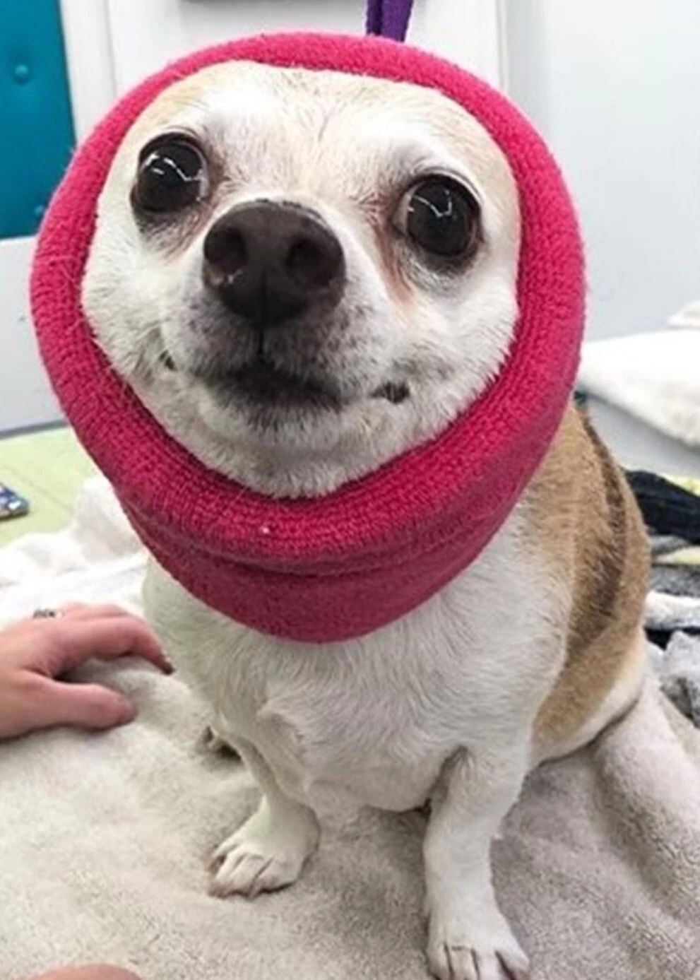 Happy Hoodie Pink, Pack Of 2 7 Happy Hoodie Pink, Pack Of 2 - Image 5