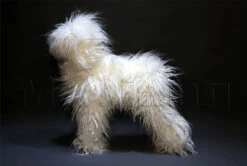 Mr. Jiang Teddy Bear Full Body Coat / Model Dog [White] -Wahl Pet Care Shop MJ TB02W 7