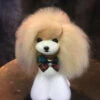 Mr. Jiang Teddy Bear Head Hair / Model Dog [Champagne] -Wahl Pet Care Shop MJ TB04C