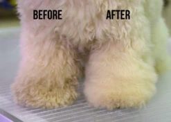 Show Tech Dry Shampoo 100g -Wahl Pet Care Shop ST 90021 3