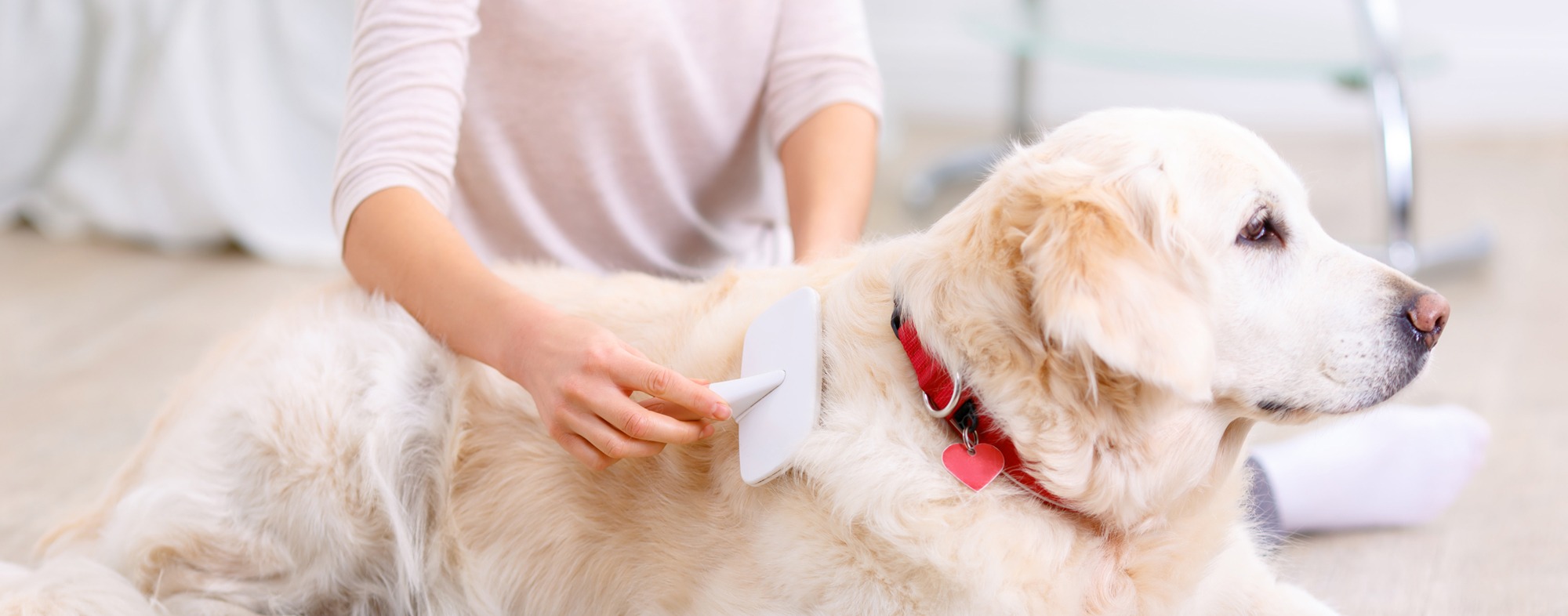 Wahl Pet Care Shop -Wahl Pet Care Shop caring for your dogs coat