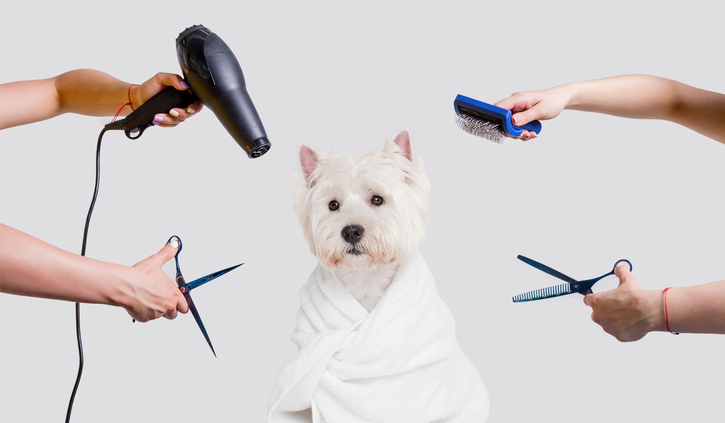 Wahl Pet Care Shop -Wahl Pet Care Shop dog grooming tools for beginners